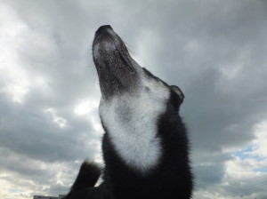 曇り空を見上げる黒柴ルイ
