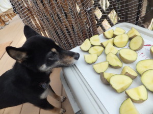 切り終えた種芋を興味深げに見つめる黒柴ルイ