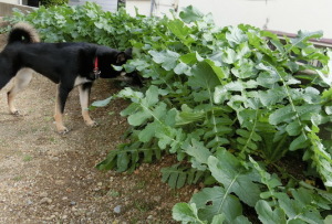大根畑と黒柴ルイ