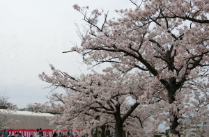 近所の花見大会で撮影した桜