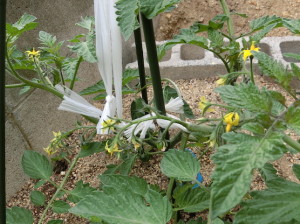 黄色い花を付けたトマト