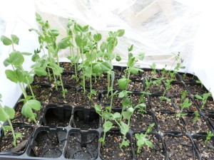 ツタンカーメンの豆とスナップエンドウの苗