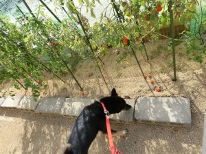 トマト畑と黒柴ルイ