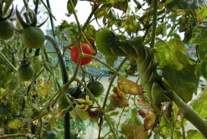 トマトの枝に擬態化したアゲハチョウの幼虫