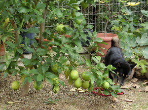 たくさん実がついたレモンの木と黒柴ルイ