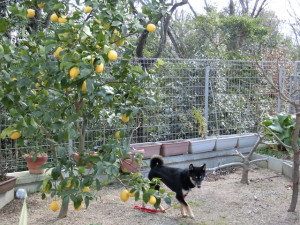 レモンの木と黒柴ルイ