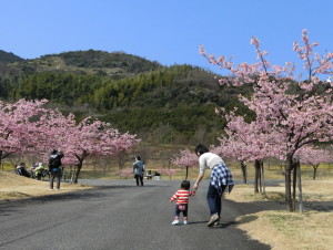桜の下を歩くみこっちゃん