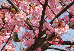 河津桜とメジロ