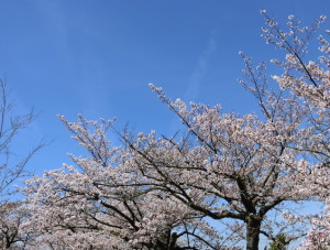 花見大会の桜