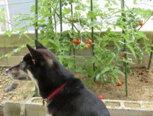トマト畑と黒柴ルイ