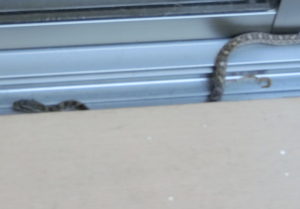 窓のサッシに現れたヘビ