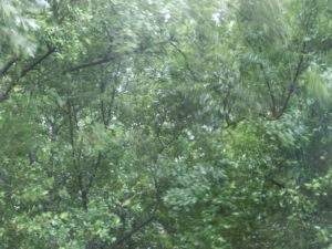 台風で揺れる木