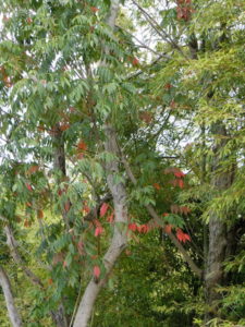 少し紅葉を始めた裏の雑木林の木